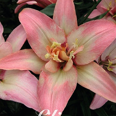 Asiatlilja-Lilium Double Trouble Wrap NYHET Asiatic 2-pack